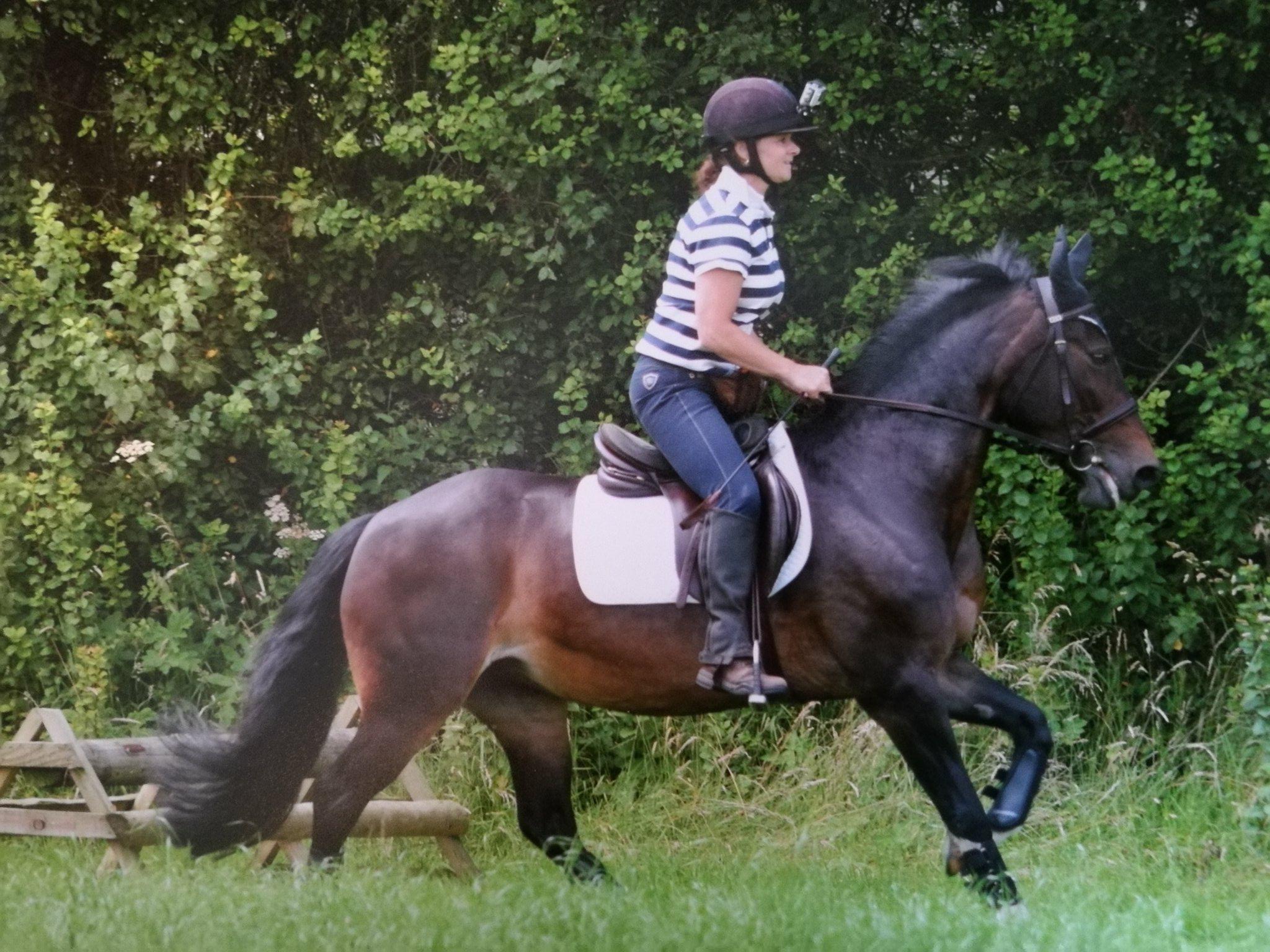 Angela Ridgeway - Dressage Rider